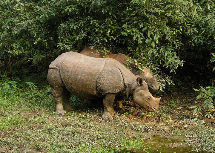chitwan-national-park.jpg